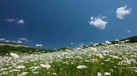 Field of camomile Stock Footage