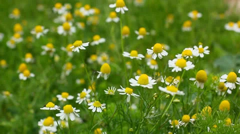Field of camomile Stock Footage 23712738