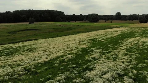 Field camomile in germany with cows Stock Footage 137885833