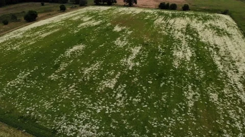Field camomile in germany Stock Footage 137886155