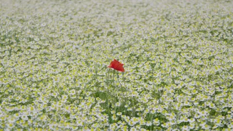 Field of camomile with one red corn poppy in between Stock Footage 156874938
