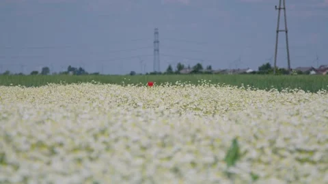 Field of camomile with one red corn poppy in between, wide shot Stock Footage 156874994