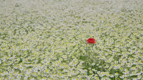 Field of camomile with one red corn poppy in between Stock Footage 156875005