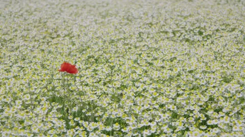 Field of camomile with one red corn poppy in between Stock Footage 156875249