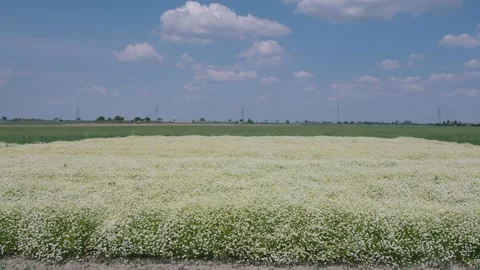 Field of camomile with one red corn poppy in between, wide shot Stock Footage 156875279