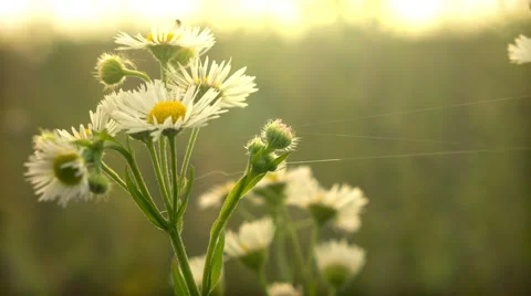 Field Camomiles at Sunset - Close Up Stock Footage 42015445