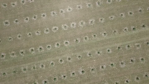 Field of Cannabis Hemp Plans Overhead Rising Twist Shot 스톡 동영상 95564053