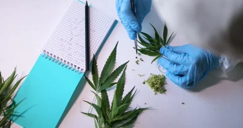 The field of Cannabis Processing and Research encompasses a diverse array of Stock Footage 281919616