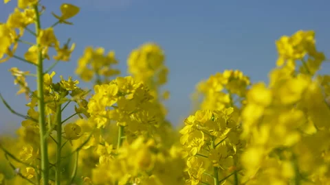 Field of canola blossoms. Stock Footage 148221855