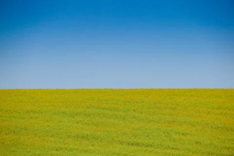 Field of canola Stock Photos