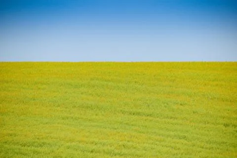 Field of canola Stock Photos