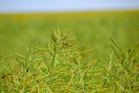 Field of canola Stock Photos