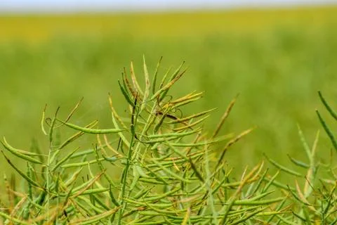 Field of canola Stock Photos
