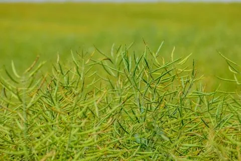 Field of canola Stock Photos