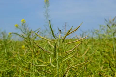 Field of canola Foto stock