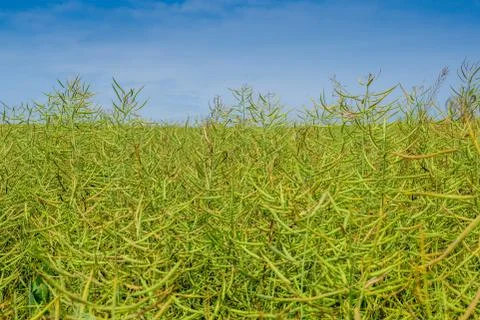 Field of canola Stock Photos