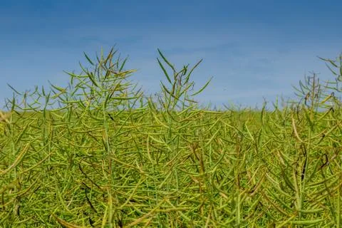 Field of canola Stock Photos