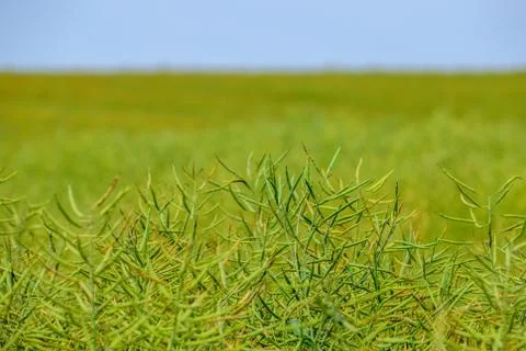 Field of canola Stock Photos