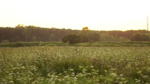 Field from the car window Video stock 114000311