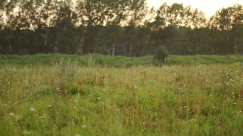 Field from the car window Stock Footage 116017975