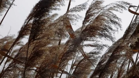 Field Caressed by Wind Stock Footage 72549379