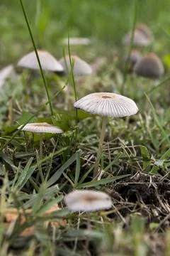 Field Carnation (Marasmius oreades) grows among the grass in the field. Stock Photos