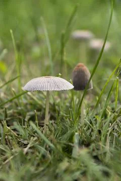 Field Carnation (Marasmius oreades) grows among the grass in the field. Stock Photos