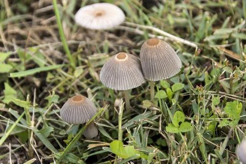 Field Carnation (Marasmius oreades) grows among the grass in the field. Stock Photos
