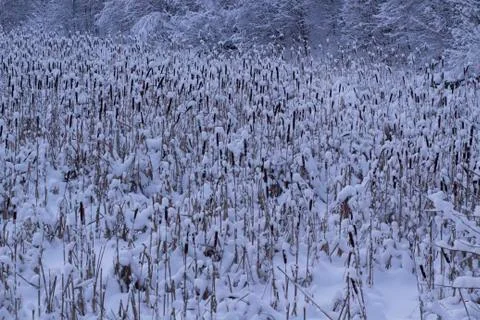 Field of Cattail Stock Photos