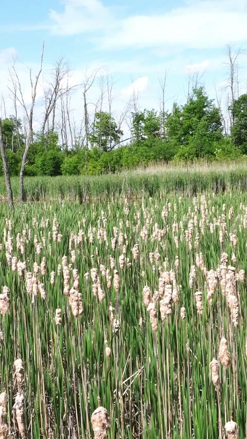 Field of cattails under a bright blue sky with scattered clouds and bare trees Stock Footage 338035948
