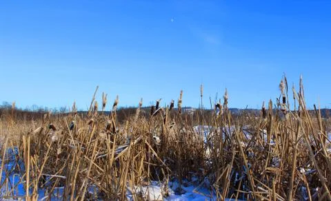 A field of cattails in the winter Stock Photos