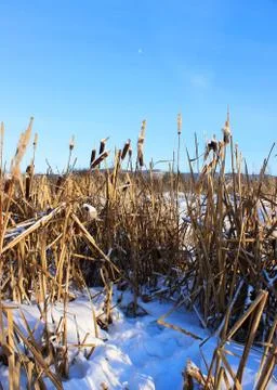 A field of cattails in the winter Stock Photos