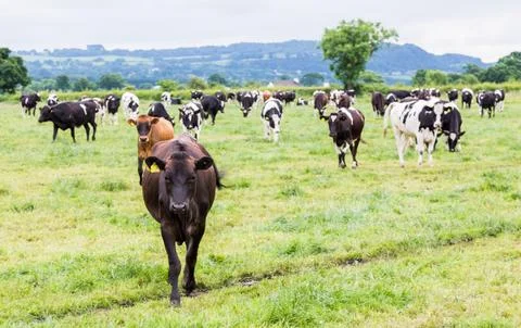 Field of cattle facing the camera Stock Photos