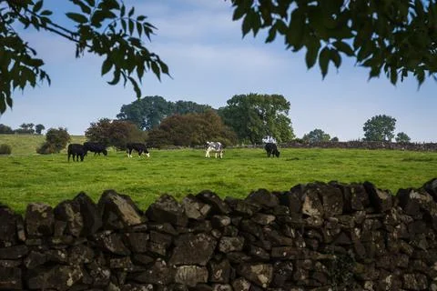 Field of cattle Stock Photos