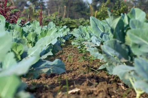 Field Of Cauliflower. Stock Photos