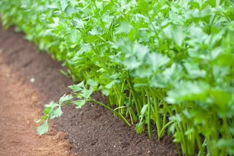 A field of celery Stock Photos