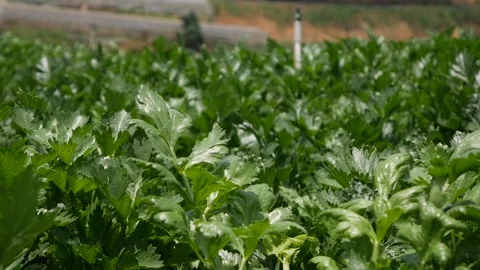 Field of celery ready to harvest. Vegetables, organic farming. Agriculture and Stock-Footage 135262243