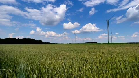 Field with cereal and windmills under blue sky. Stock Footage 244146677