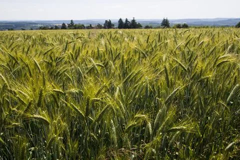 Field with cereals in Cochem Stock Photos