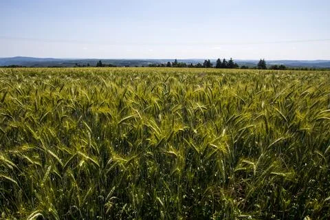 Field with cereals in Cochem Foto stock