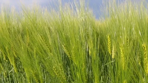 Field of cereals Stock Footage 75904423