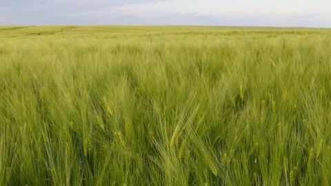 Field of cereals Stock Footage 75904546