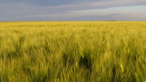 Field of cereals Stock Footage 75904582