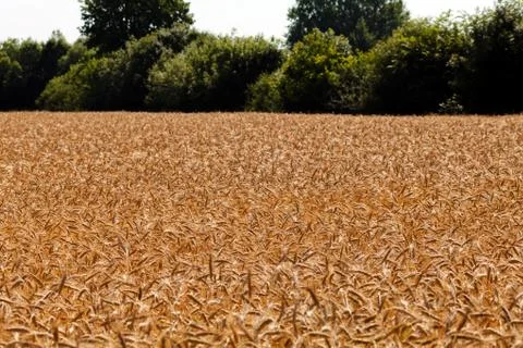 Field of cereals Gratis Stockfotos