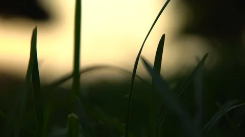 Field With Cereals Plant At Sundown. Stock Footage 94140619