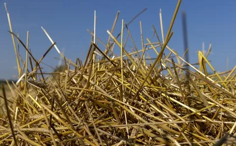 A field with cereals in the summer Stock Photos