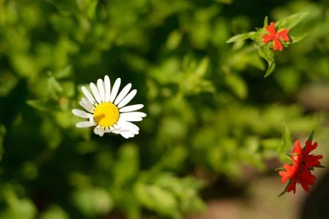Field chamomile among two red flowers on a green background. Hot Summer Stock Photos