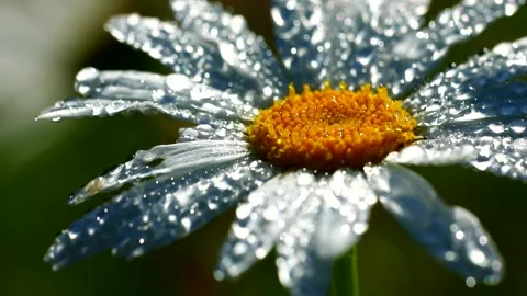 Field chamomile flower ultra close-up in large drops of morning dew Stock Footage