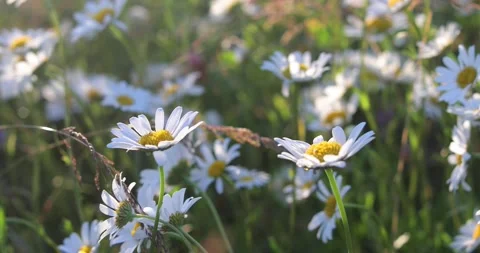 Field of chamomile flowers Stock-Footage 134701668