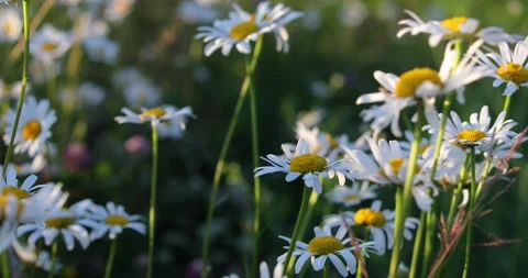 Field of chamomile flowers Stock-Footage 134701697